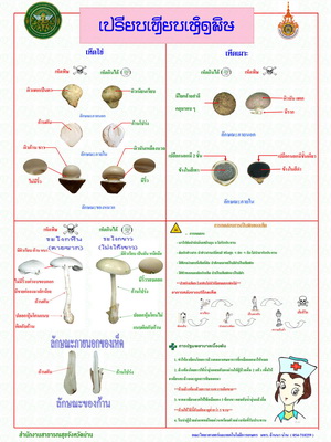 compare mushroom1 S
