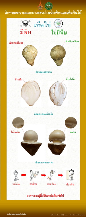 compare mushroom2 S