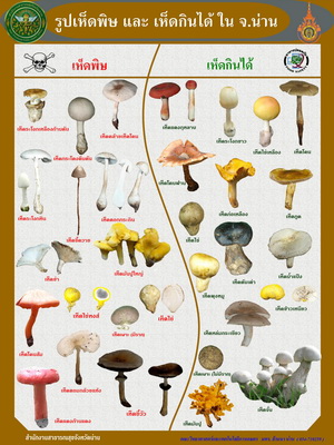 nan mushroom1 S