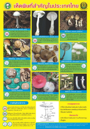 thailand poisonous mushroom 1 S